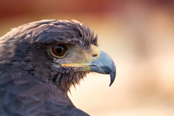 검독수리 (Aquila chrysaetos)) — 스톡 사진