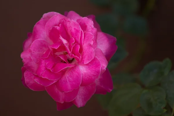 Rosa Rose auf einem Strauch — Stockfoto
