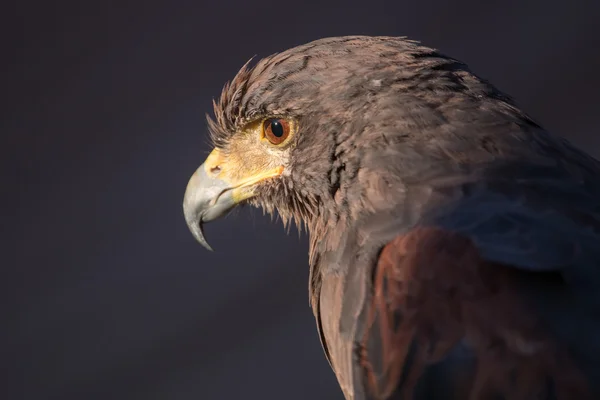 Steinadler (Aquila chrysaetos)) — Stockfoto