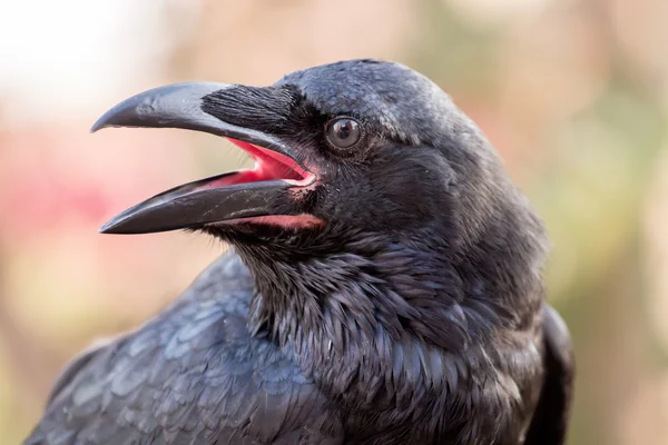 Обыкновенная ворона (Corvus corax) — стоковое фото