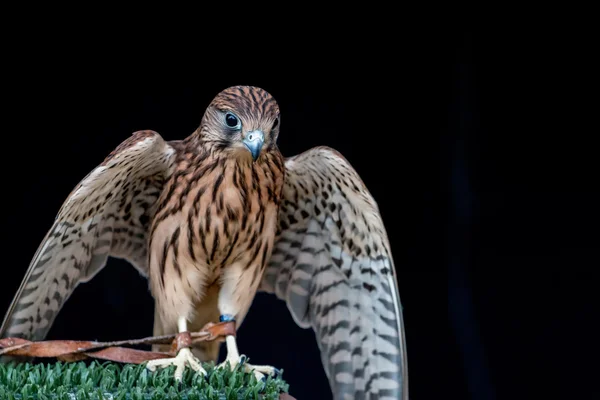 拘束の鷹鳥 — ストック写真