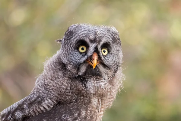 Stora grå Uggla (strix nebulosa) — Stockfoto