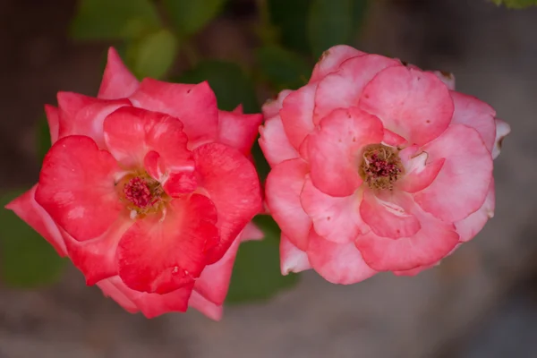 Zwei schöne rosa Rosen auf einem Strauch. — Stockfoto