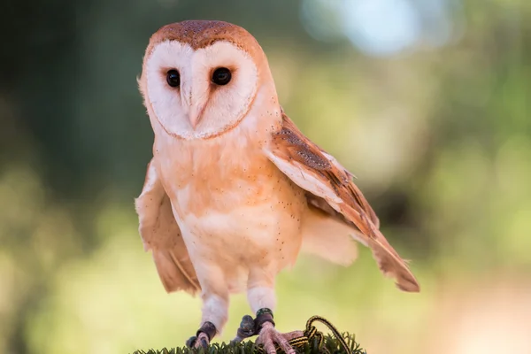 Hibou des clochers (Tyto alba ) — Photo