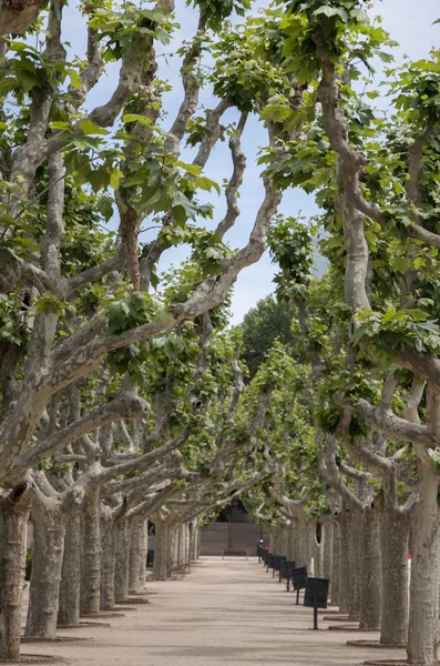 Bellissimo Parco della Cittadella (Parc de la Ciutadella ) — Foto Stock