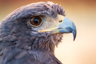 golden eagle (Aquila chrysaetos) head clipart
