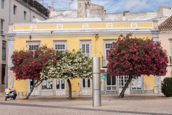 Schöne Nerium-Oleander-Bäume — Stockfoto