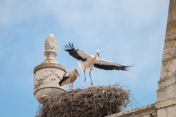 Zwei junge Weißstörche — Stockfoto