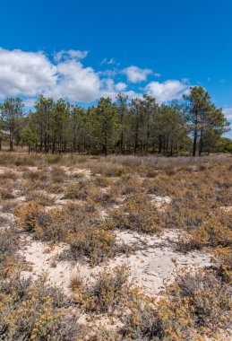 Ria Formosa koruluklar kum tepeleri üzerinde bitki örtüsü