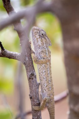 Bir ağaç üzerinde Akdeniz bukalemun