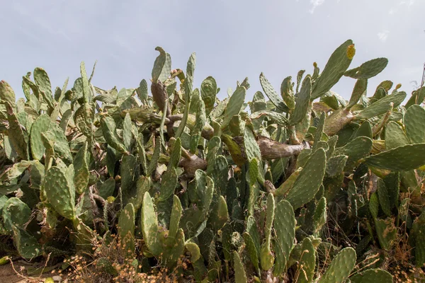 Prickly pears (Opuntia ficus-indica) — Stock Photo, Image