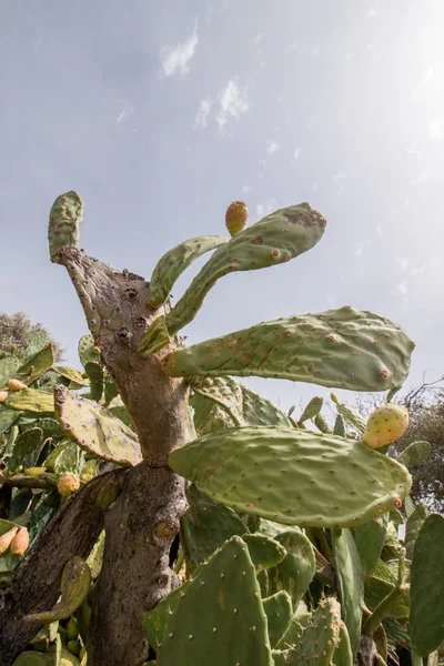 Kaktusfikon (opuntia ficus-indica) — Stockfoto