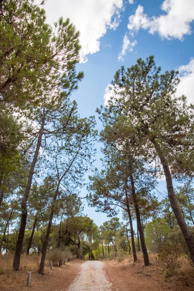 Landscape view of a bunch of pine trees — Stock Photo, Image