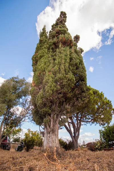 Tall Mediterranean Cypress tree — Stock Photo, Image