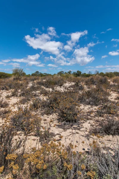 Ria Formosa koruluklar, kum tepeleri — Stok fotoğraf