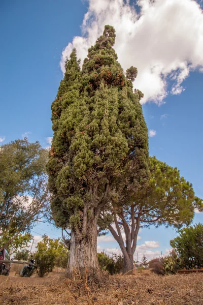 Высокое средиземноморское дерево — стоковое фото