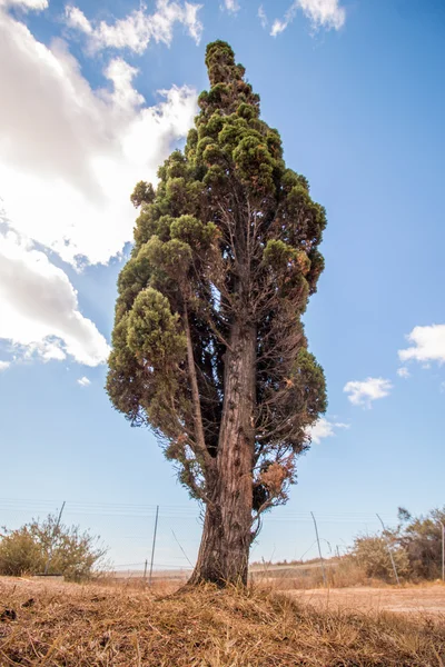 Tall Mediterranean Cypress tree — Stock Photo, Image