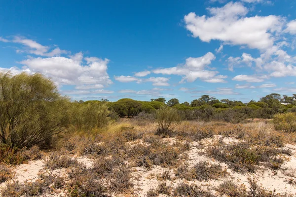 Dunas de arena de los pantanos de Ria Formosa —  Fotos de Stock