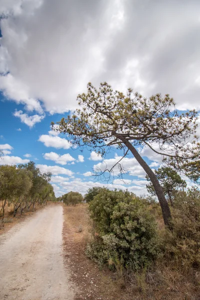 未舗装の道路が青い景色の美しい田園風景の景観 — ストック写真