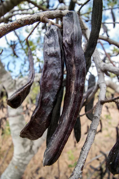 Carob frutas penduradas na árvore — Fotografia de Stock