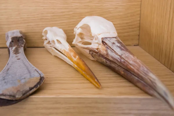 Várias cabeças de esqueleto de pássaros — Fotografia de Stock