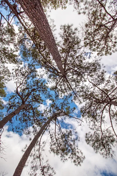 View of the pinus pinaster tree with branches over a blue sky wi — Stock Photo, Image