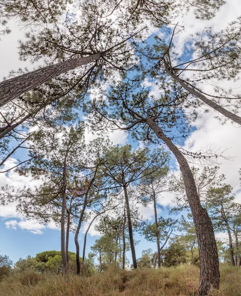 Pohled na pinus pinaster strom s větvemi nad modré nebe wi — Stock fotografie