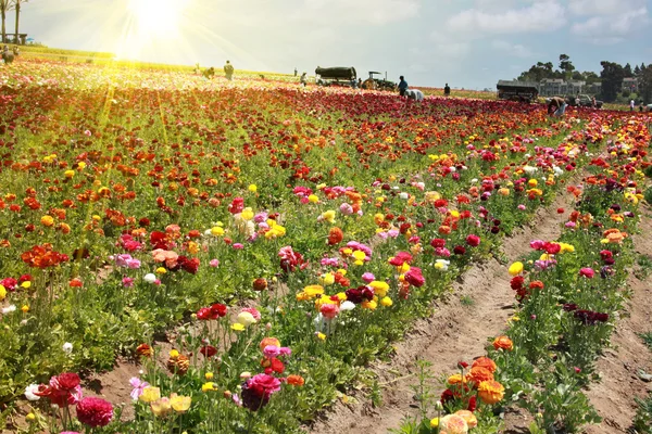 Campos de flores — Fotografia de Stock