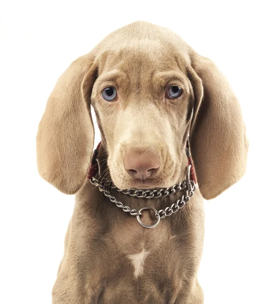 Mignon jeune chien Weimaraner — Photo