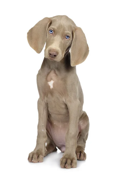 Mignon jeune chien Weimaraner Images De Stock Libres De Droits