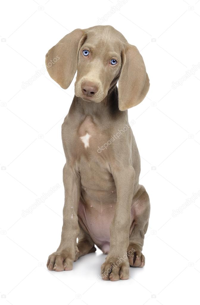 Cute young Weimaraner dog