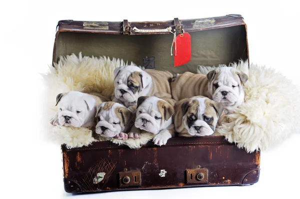 Angol bulldog kutya kölykök-ban egy régi bőrönd — Stock Fotó