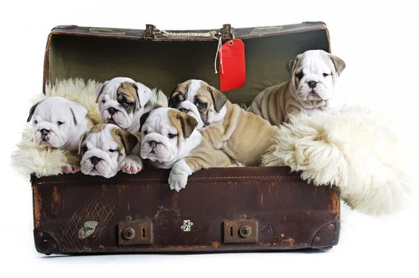 Englische Bulldoggen Welpen in einem alten Koffer — Stockfoto