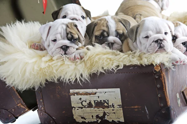 Angol bulldog kutya kölykök-ban egy régi bőrönd — Stock Fotó
