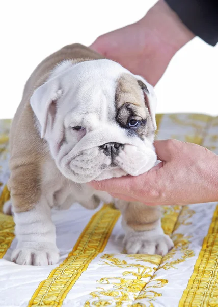 İngilizce bulldog köpek pupy ayakta — Stok fotoğraf