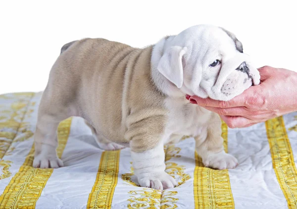 英国斗牛犬狗 pupy 站 — 图库照片