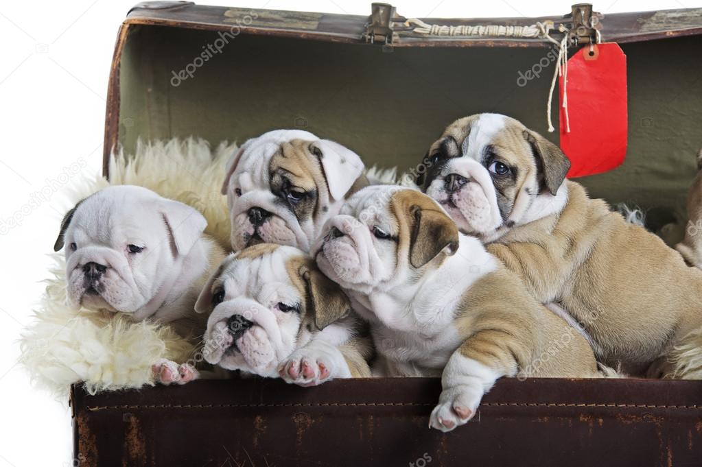 English bulldog dog puppies in an old suitcase