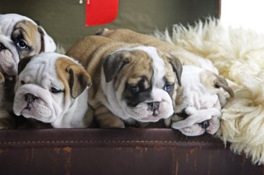 Engels bulldog hond pups in een oude koffer