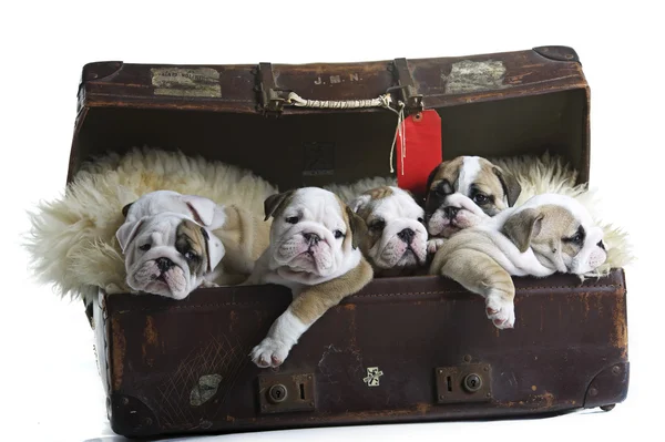 Cuccioli di bulldog inglesi in una vecchia valigia — Foto Stock