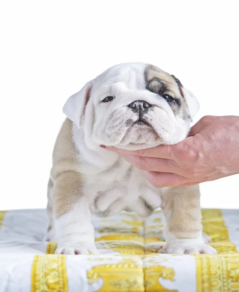 İngilizce bulldog köpek pupy ayakta — Stok fotoğraf