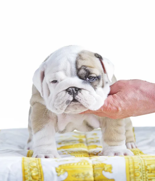 İngilizce bulldog köpek pupy ayakta — Stok fotoğraf