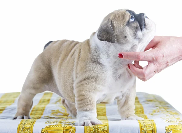 İngilizce bulldog köpek pupy ayakta — Stok fotoğraf