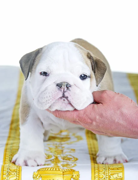 Engelska bulldog hund pupy stående — Stockfoto