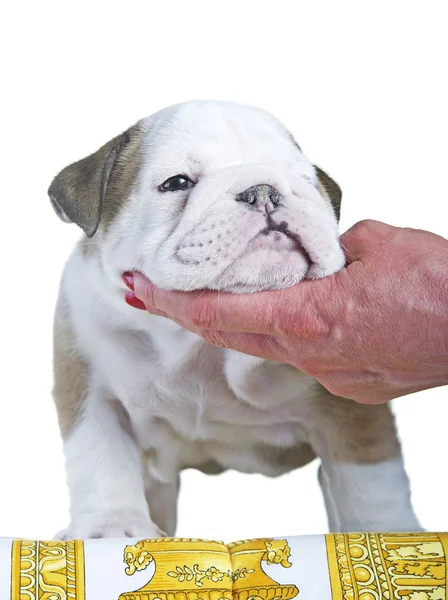 Inglês bulldog cão filhote de cachorro pé — Fotografia de Stock