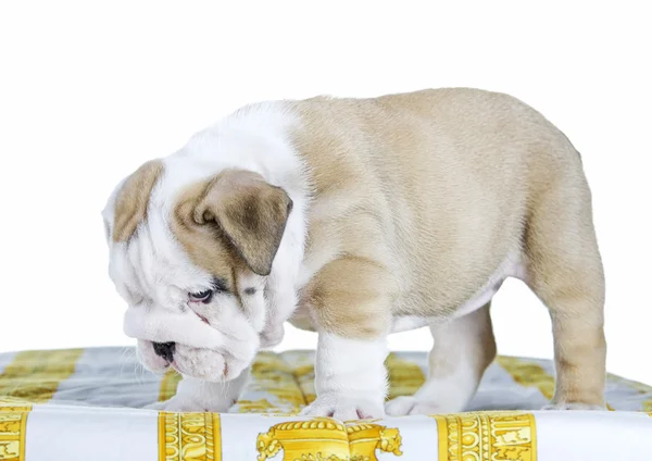 English bulldog dog pupy standing — Stock Photo, Image