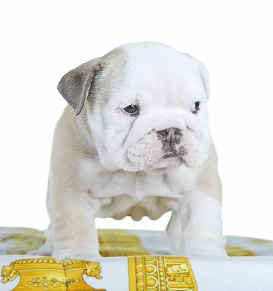 Inglés bulldog dog pupy de pie —  Fotos de Stock