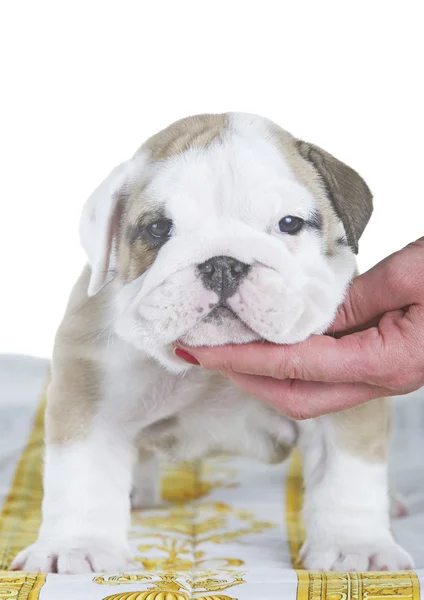 Inglés bulldog dog pupy de pie —  Fotos de Stock