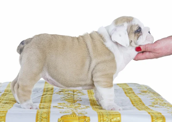 Inglés bulldog dog pupy de pie —  Fotos de Stock