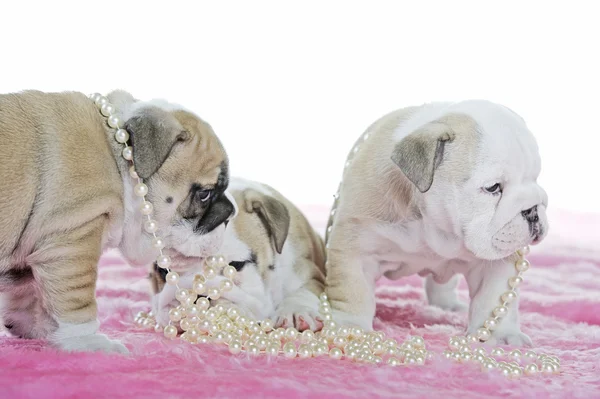 Cute english bulldog dog puppies playing — Stock Photo, Image