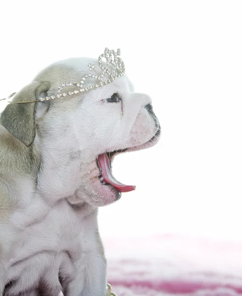 Bella inglese bulldog cane cucciolo — Foto Stock